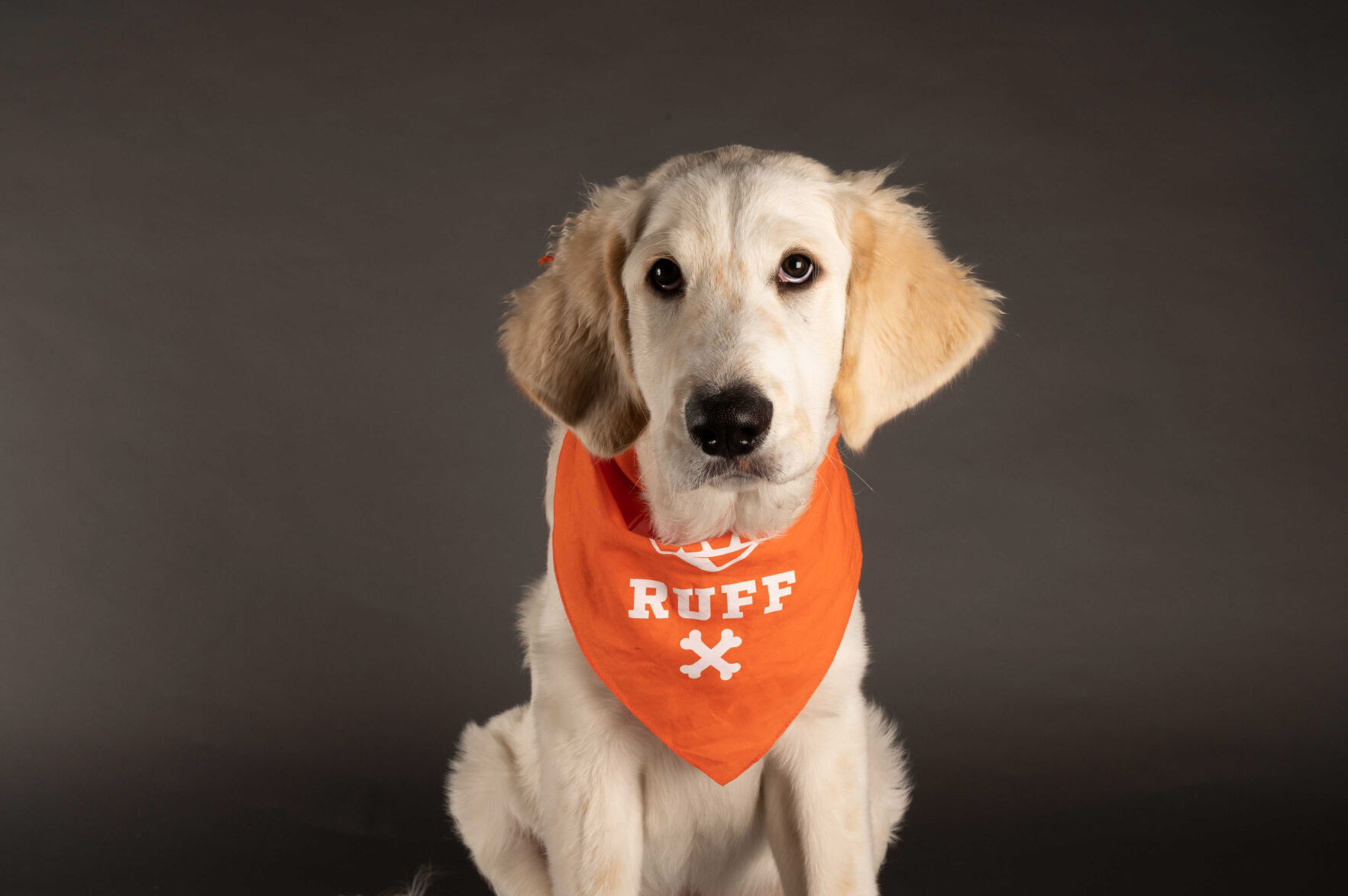 PUPPY BOWL XVII